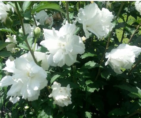 Shrubs White Double Rose Of Sharon Bush Foot Tall