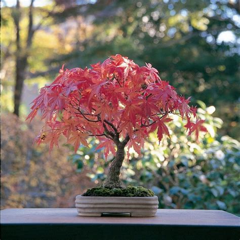 Japanese Maple Bonsai: A Stunning Focal Point for Your Indoor Garden