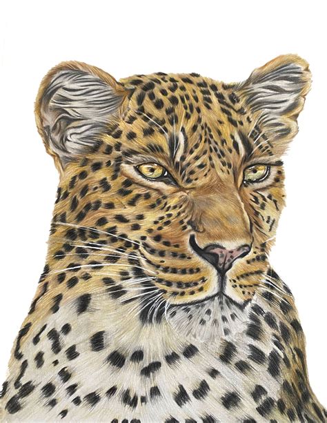 Leopard Drawing