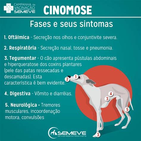 Quanto Tempo A Cinomose Fica No Ambiente - Quanto Tempo Dura O Vírus Da Cinomose? Como Combater? | Mundo Ecologia