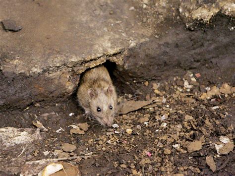 Rats! City is failing at rat control | Crain's New York Business