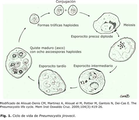 Pneumocystis Jirovecii Cien Años De Historia