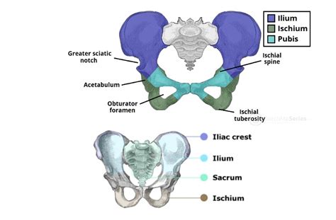 Solvedilium Ischium Pubis Greater Sciatic Notch Ischial Spine