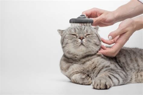 How to Get Rid of Matted Cat Fur Without Losing Its Beauty