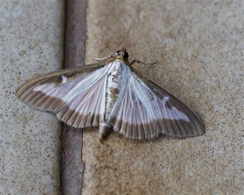 Cydalima Perspectalis Kent Moths