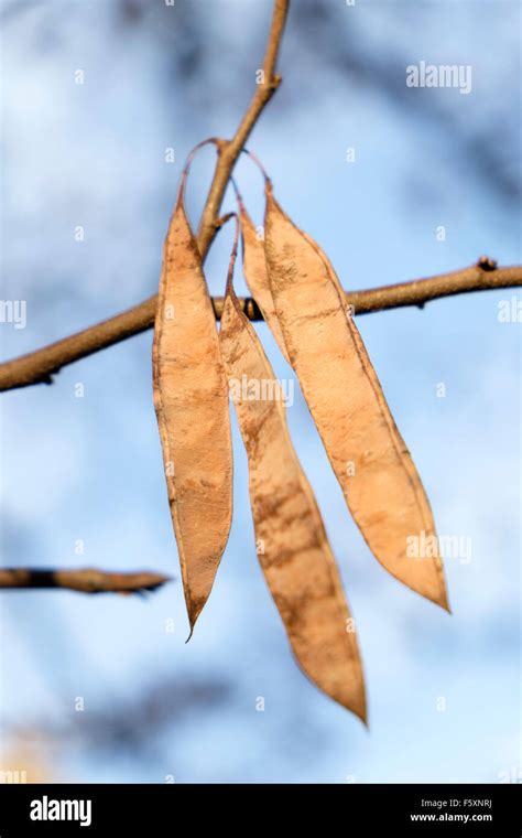 Eastern redbud tree hi-res stock photography and images - Alamy