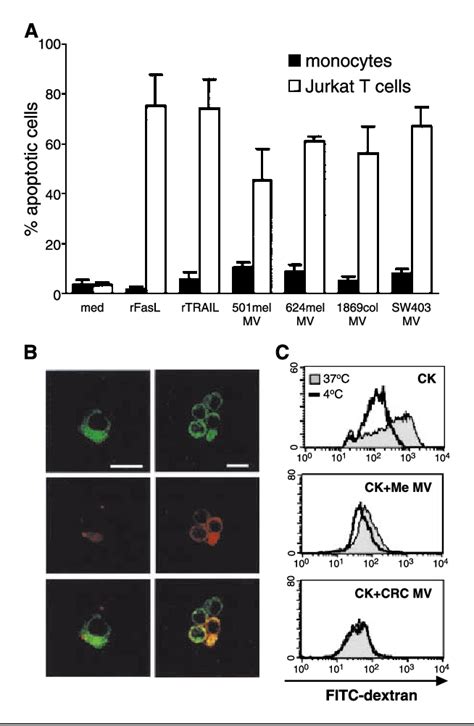 Figure From Human Tumor Released Microvesicles Promote The