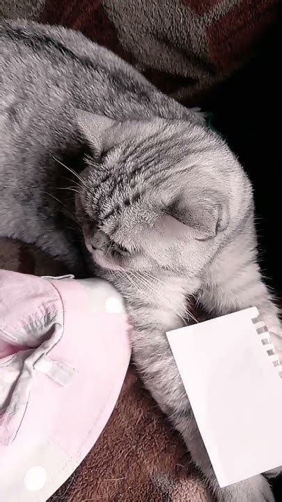 котики все ядные #💖 - YouTube