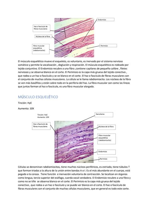 Solution Identificacion Y Descripcion De Cortes Histologicos De