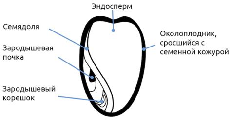 Фасоль: строение семени, зародыш спаржевая, стручковая, сорта для ...