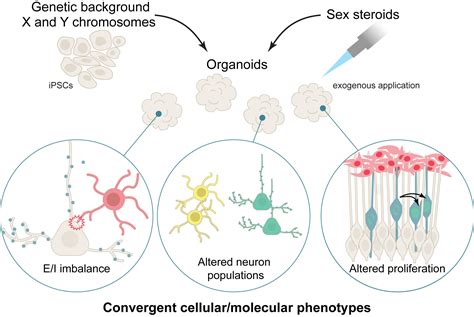 Using Organoids To Model Sex Differences In The Human Brain