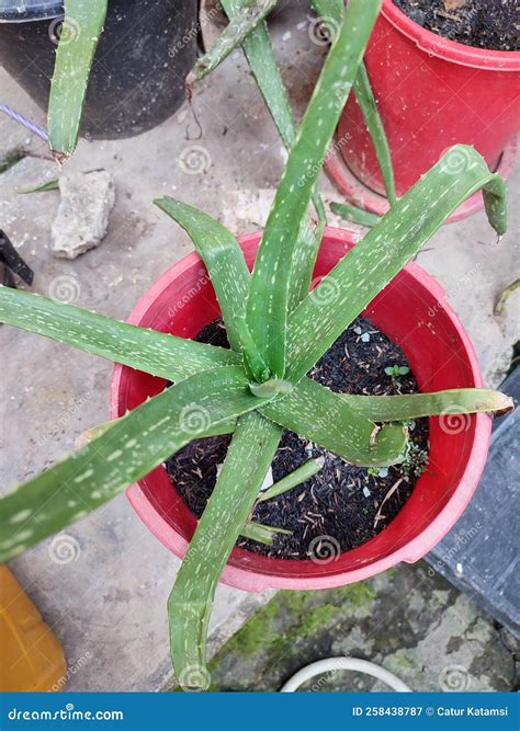 Aloe Vera Plant Growing in a Pot Stock Image - Image of vera, food