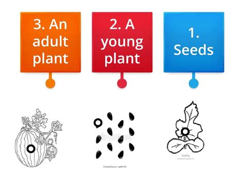 Plant's Life Cycle - Labelled diagram