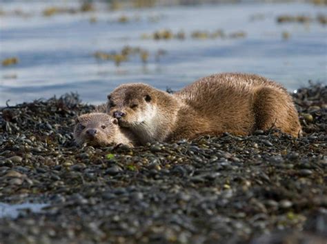 Nature Scotland | The Isle of Islay Wildlife Expedition