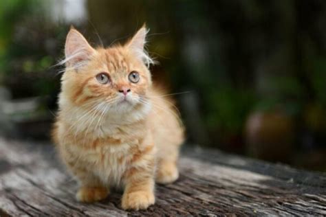 Munchkin Tabby Cat Info Pictures Facts History Catster