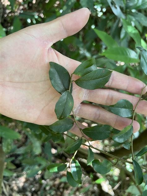 Cockspur Thorn From 臺灣島 關西鎮 Hsq Tw On January 19 2024 At 1005 Am By Shiaokao · Inaturalist