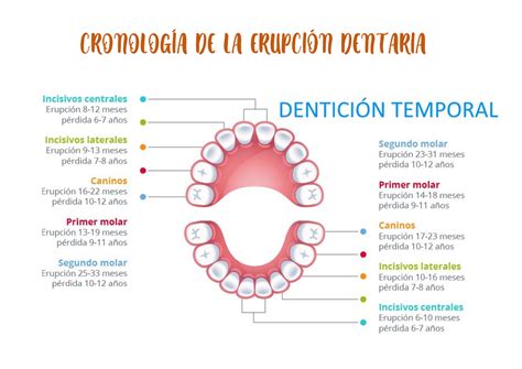 Erupção Dos Dentes Permanentes SOLOLEARN