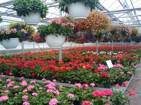 spring flowers greenhouse   stock photo public domain pictures