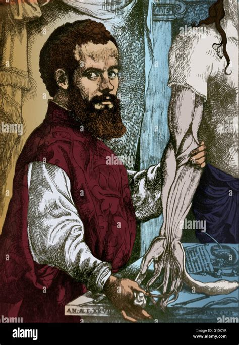 Andreas Vesalius Th Century Flemish Hi Res Stock Photography And