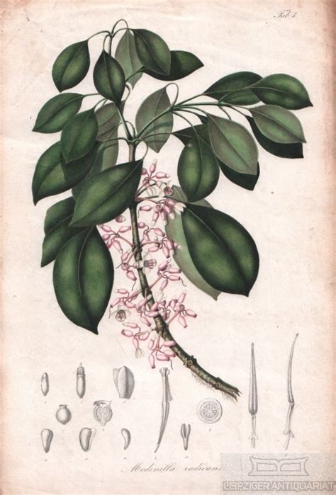 Lithographie Medinilla Radicans Tab 3 By Blume Karl Ludwig 1858