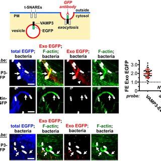 The Exocyst Complex Mediates Exocytosis In Shigella Protrusions HeLa