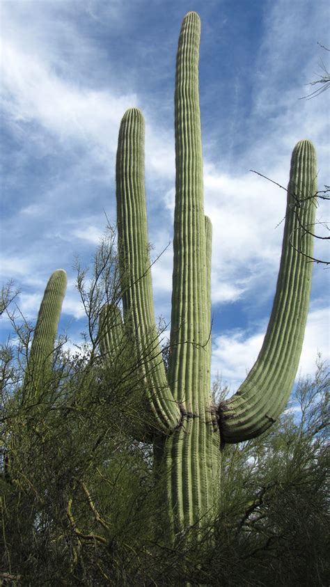 Images Gratuites Cactus Désert Fleur Sec Botanique Arizona