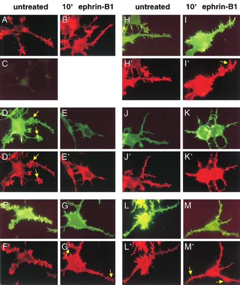 Ligand Activation Of Ephb In Ng Cells Results In Neurite