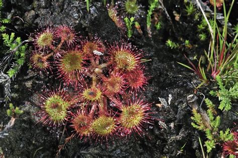 Round Leaved Sundew Photo12 ImageBROKER Alimdi Arterra Philippe