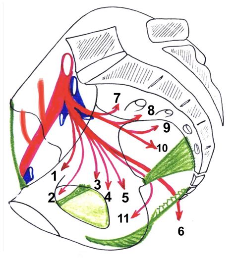 Collat Rales Art Res Iliaques Int Et Ext Diagram Quizlet