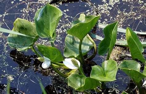 Купить Calla palustris (Белокрыльник болотный) , купить змей-траву ...