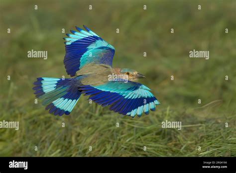 Indian Roller Coracias Benghalensis Benghalensis Adult Bird In