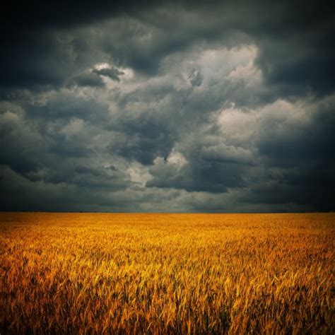 Dark Clouds Over Wheat Field Stock Image Everypixel