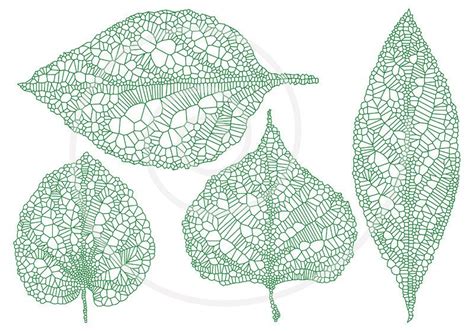 Leaf Veins Vector at Vectorified.com | Collection of Leaf Veins Vector ...