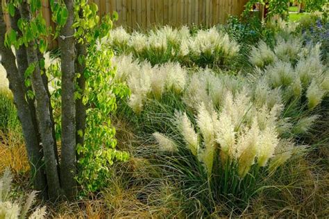 Planting Partners Featuring Cortaderia Tiny Pampa Perennial Meadows