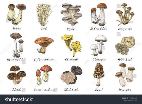 Hand Drawn Colorful Mushrooms Collection Stock Vector Royalty Free