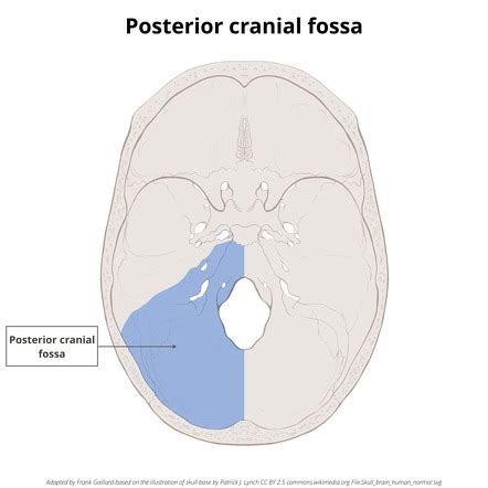 Posterior Cranial Fossa Bones