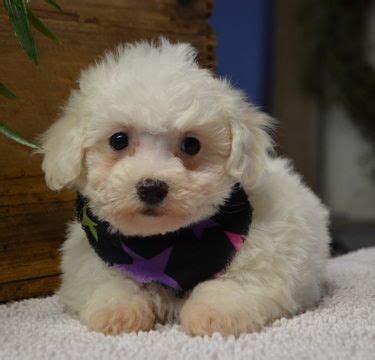 Bichon Pomeranian Mix Puppies For Sale - Pets Lovers