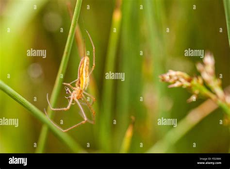 Long Jawed Orb Weaver Spider Hi Res Stock Photography And Images Alamy