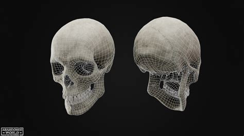 Human Skull - Blender Market