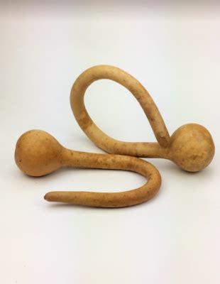 Small Curly Dipper Gourd Amish Gourds