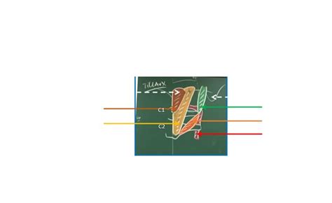 Cad T Te Et Cou Muscles De La Nuque Vue Post Rieure Du Plan