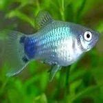 Blue Mickey Mouse Platy 4cm The Online Aquarium Shop