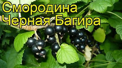 Смородина черная Багира. Краткий обзор, описание характеристик, где ...