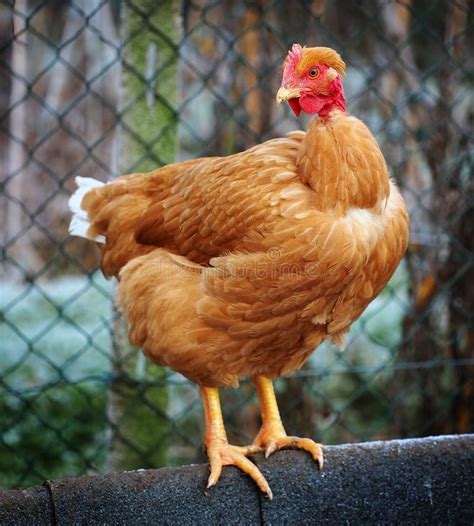 Poultry Nacked Neck Hen Stock Photo Image Of Naked