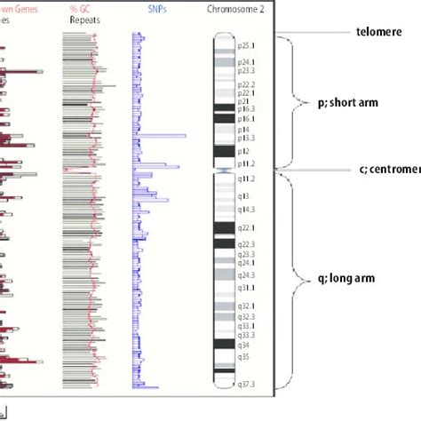 2. Chromosome structure (ch7) showing the position of the centromere ...