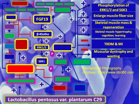 A Probiotic Way To Ameliorate Muscle Atrophy And Wasting Probiotic