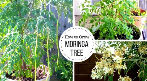 Moringa Tree - Growing and Caring for the Drumstick tree - Home Gardeners