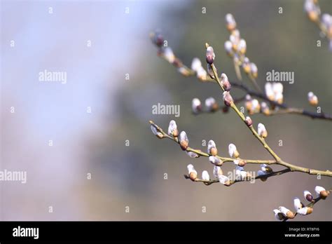 Pussy Willow Catkins In Sunlight Stock Photo Alamy