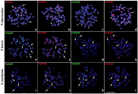 Ijms Free Full Text Chromosomal Rearrangements And Satellite Dnas