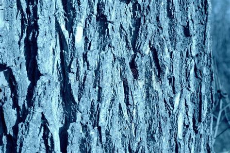 Texture Of The Bark Of An Old Tree Closeup Natural Background Blue